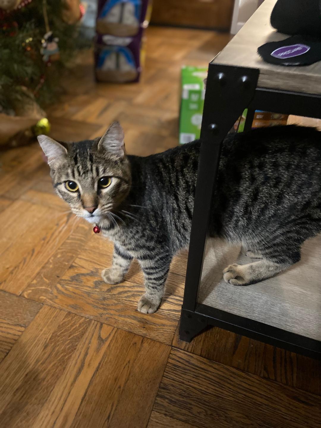 Enlarge Cheeto, a Adoptable Domestic Short Hair in Oceanside, CA image 3/6