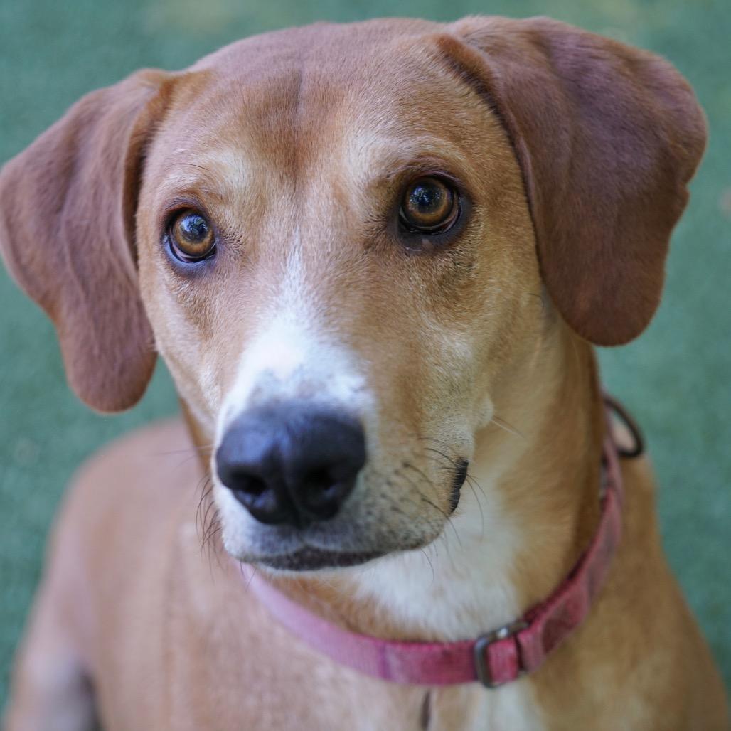 Bob, Adoptable, Adult Male Mixed Breed.