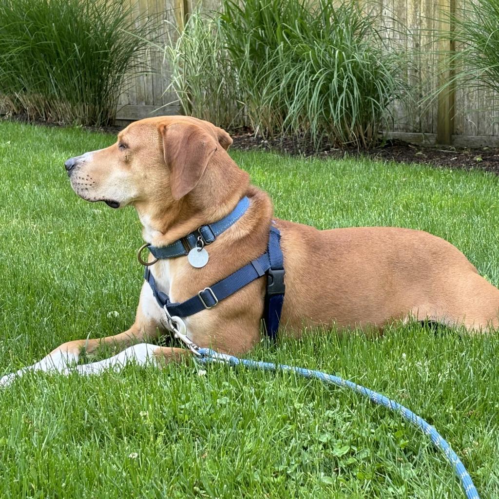 Enlarge Bob, a Adoptable Mixed Breed in Hampton Bays, NY image 2/5