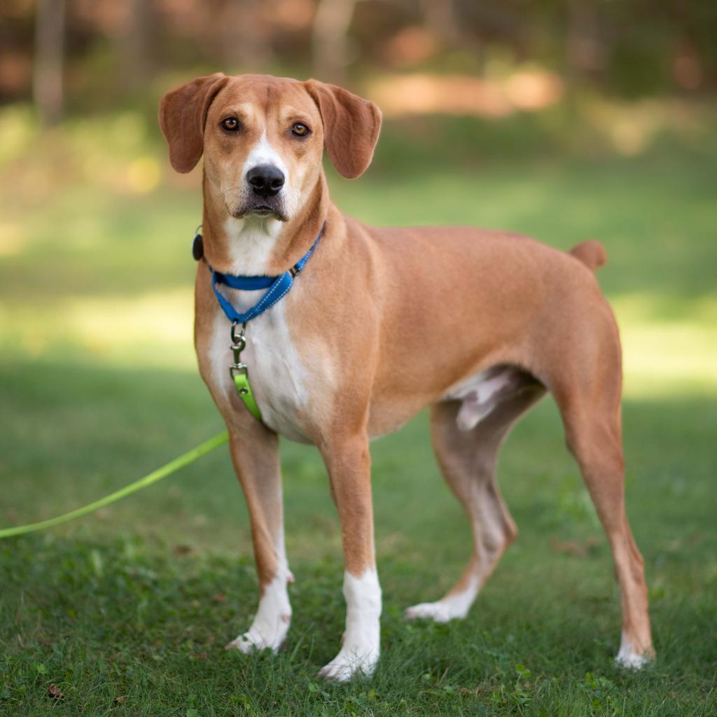 Enlarge Bob, a Adoptable Mixed Breed in Hampton Bays, NY image 3/5