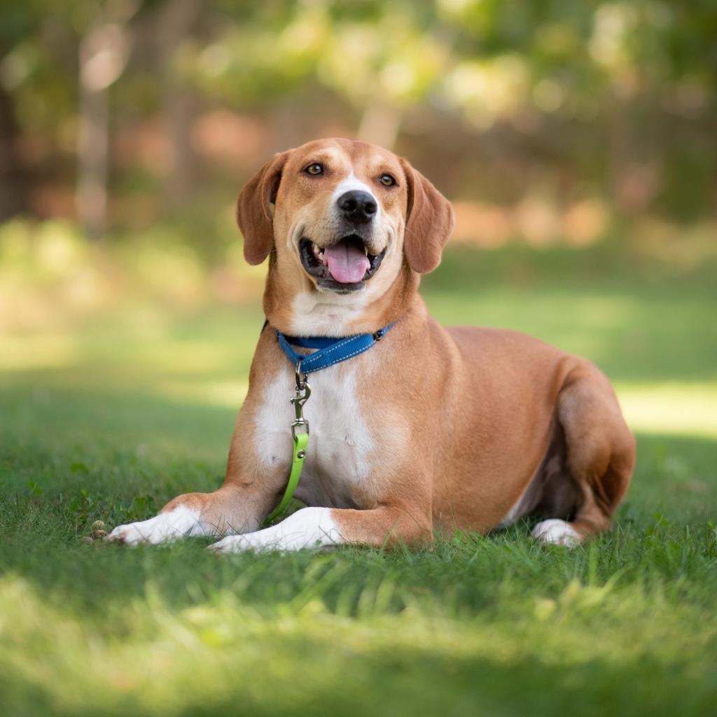Enlarge Bob, a Adoptable Mixed Breed in Hampton Bays, NY image 4/5