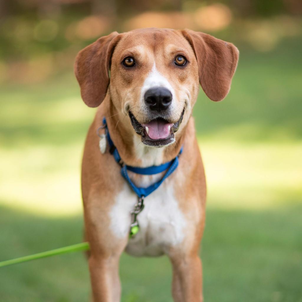 Enlarge Bob, a Adoptable Mixed Breed in Hampton Bays, NY image 5/5