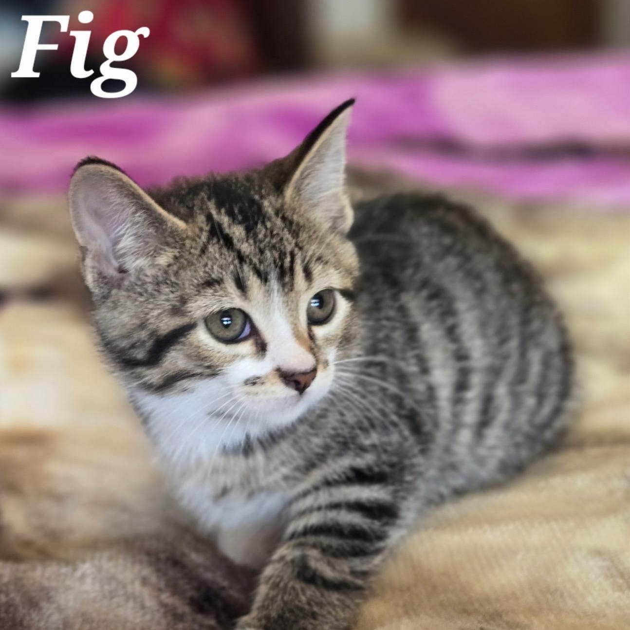 Enlarge FIG, a Adoptable Domestic Short Hair in La Crescent, MN image 5/5