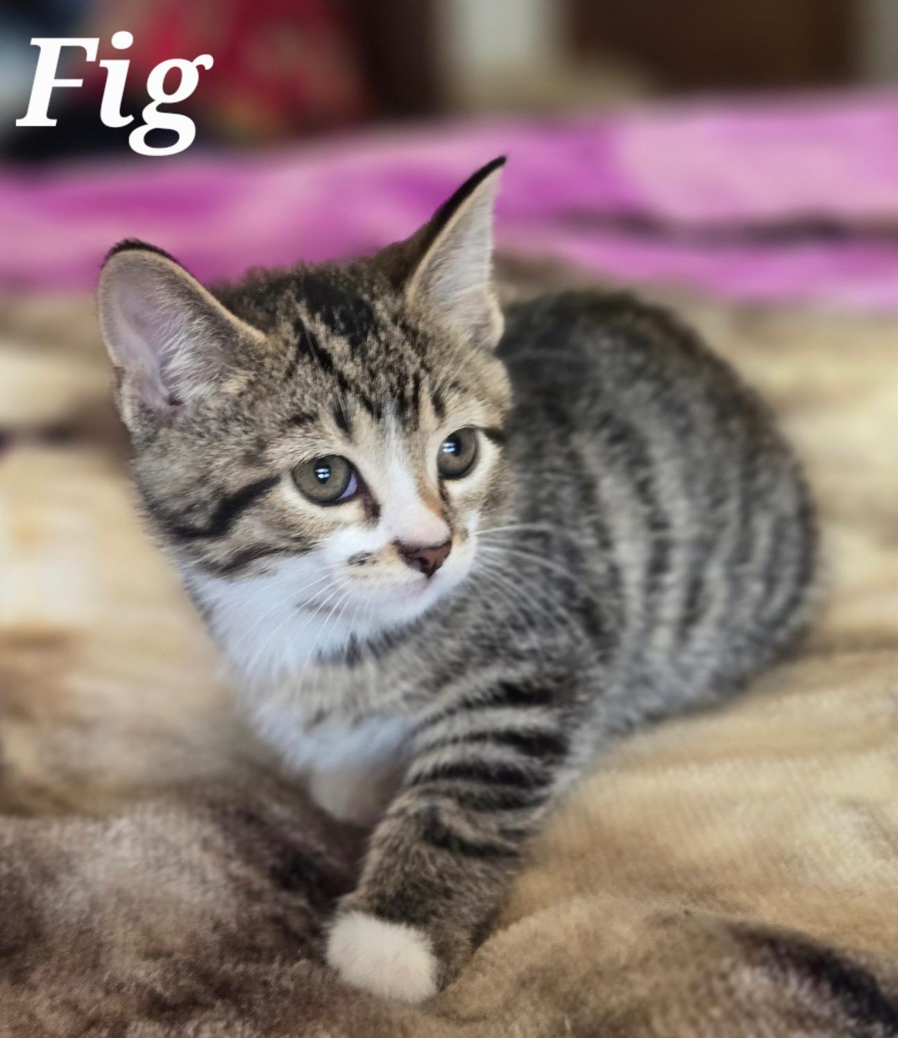 Enlarge FIG, a Adoptable Domestic Short Hair in La Crescent, MN image 1/1