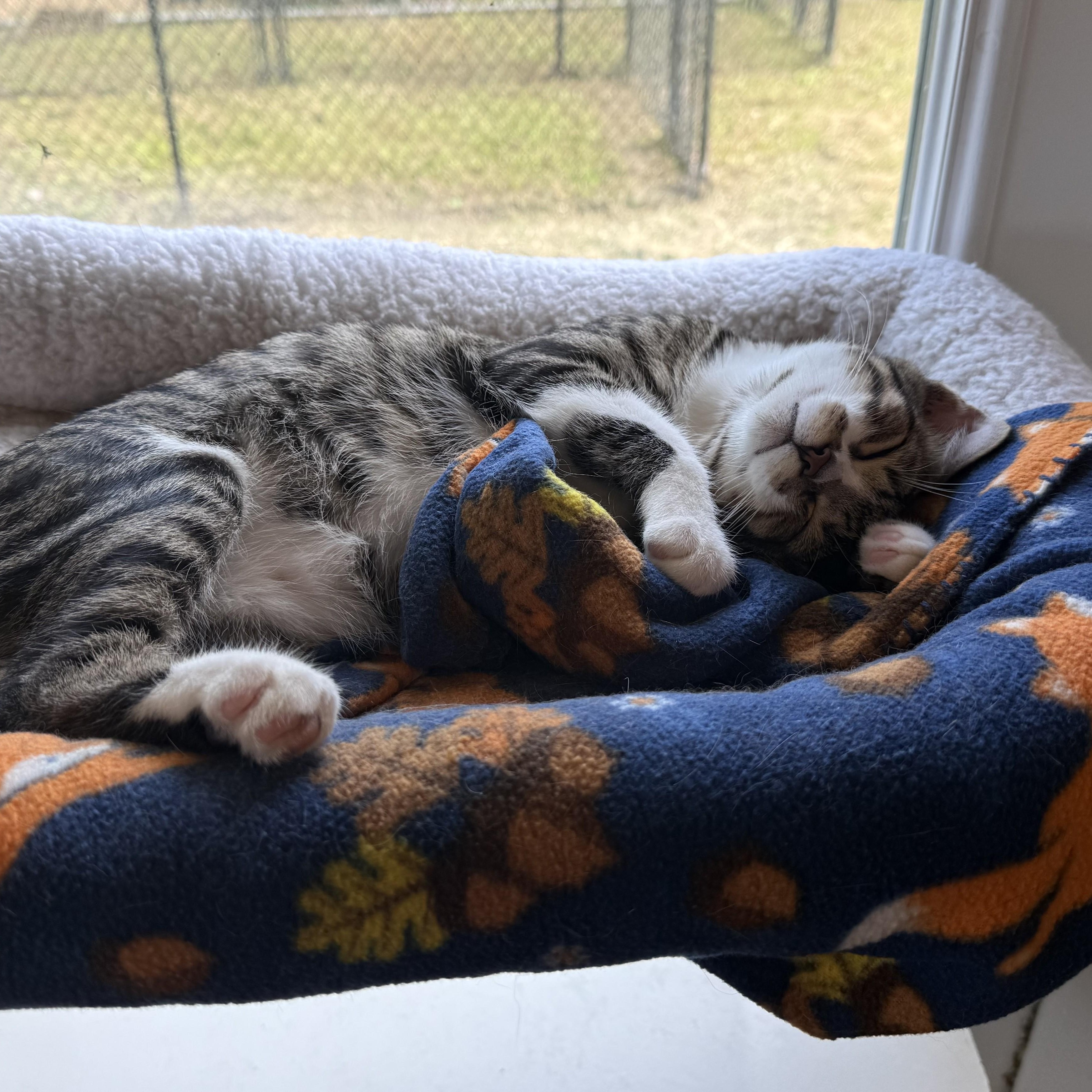 Enlarge FIG, a Adoptable Domestic Short Hair in La Crescent, MN image 2/5