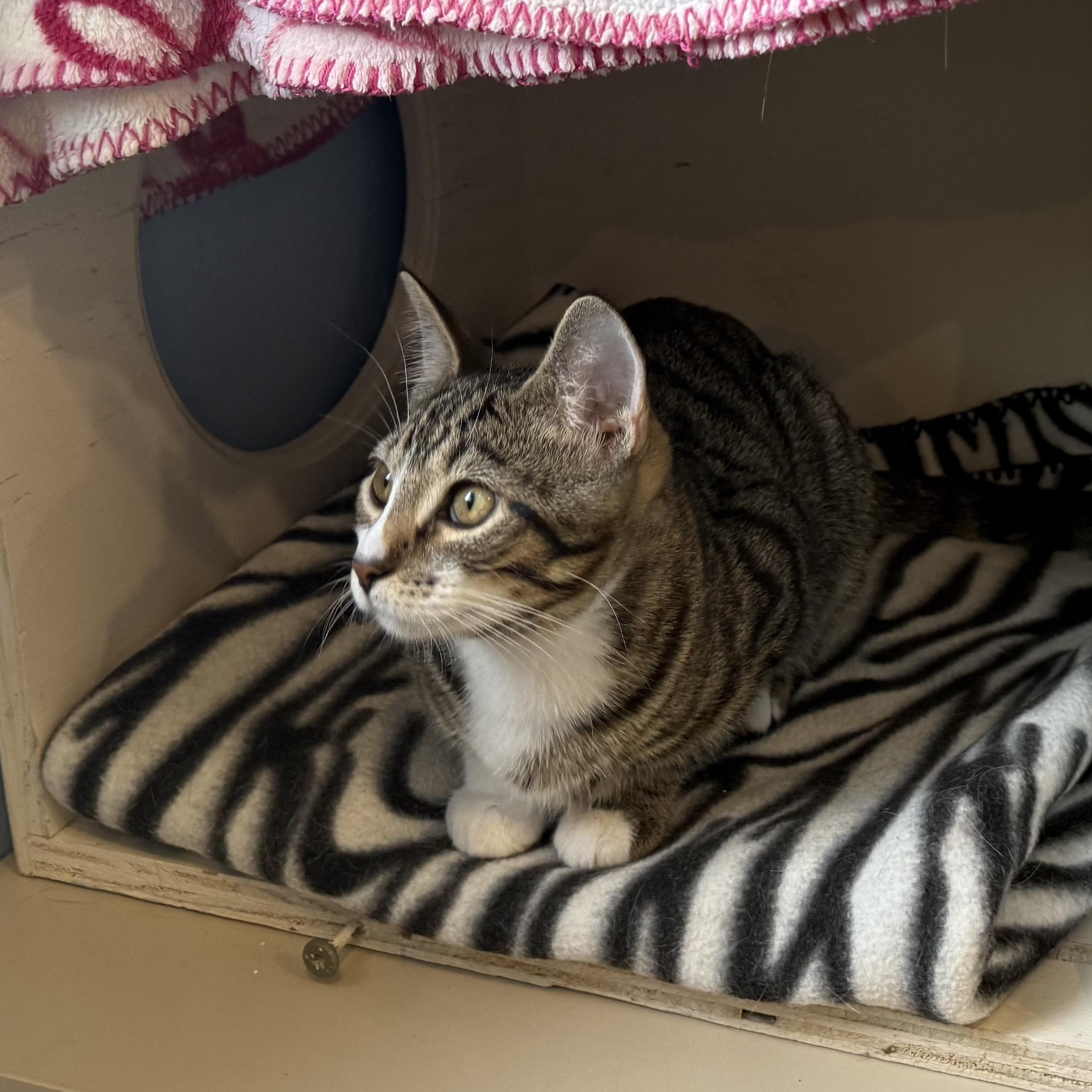 FIG, Adoptable, Kitten Male Domestic Short Hair.
