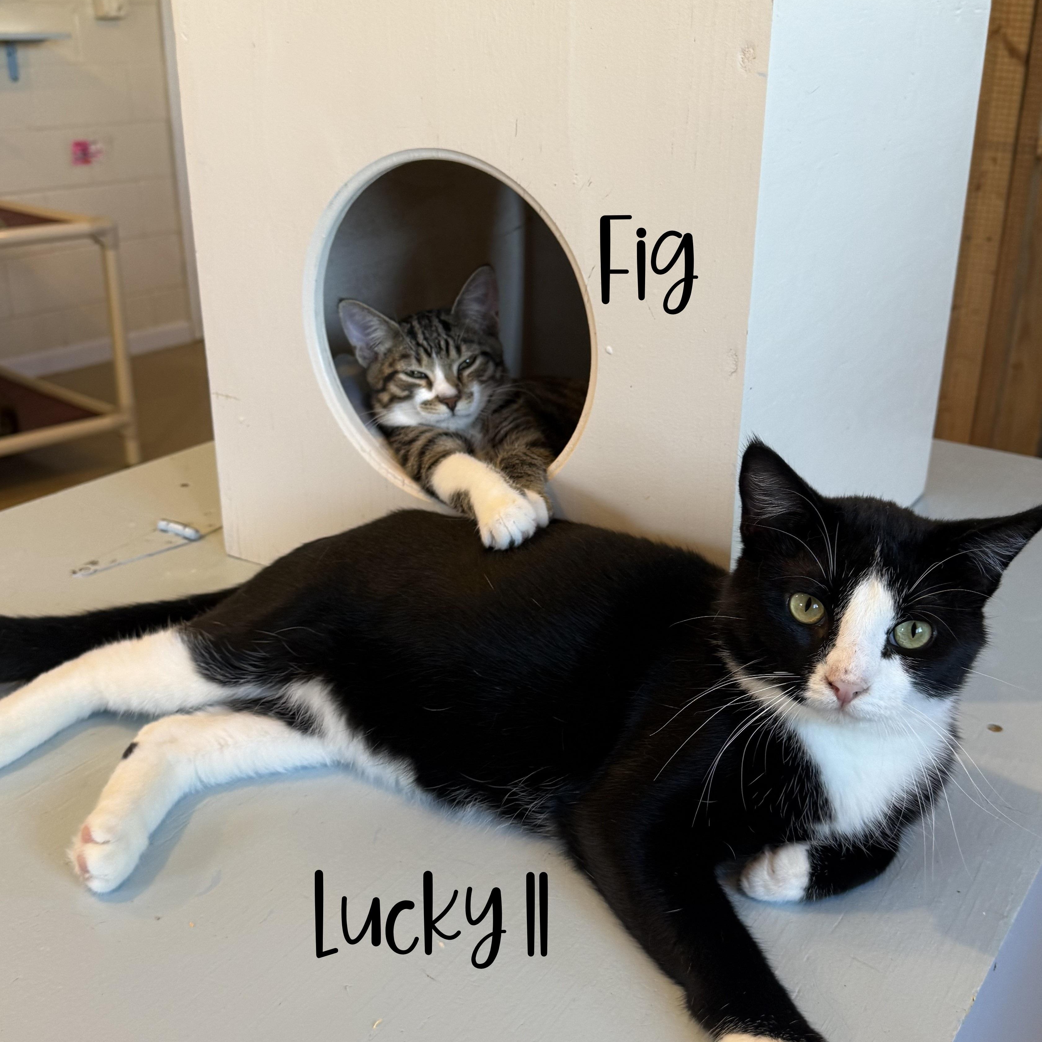 Enlarge FIG, a Adoptable Domestic Short Hair in La Crescent, MN image 3/5