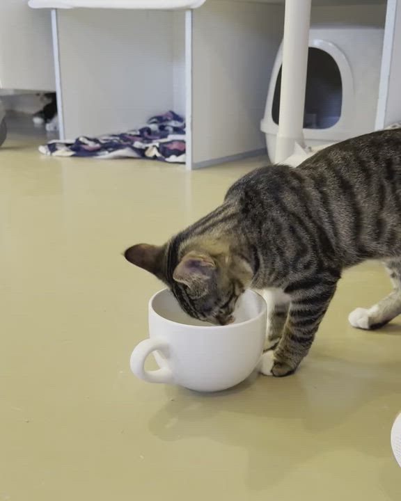 Enlarge FIG, a Adoptable Domestic Short Hair in La Crescent, MN video 4/5