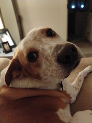 Enlarge Mochi 32699, a ADOPTABLE Mixed Breed in Oklahoma City, OK image 2/3