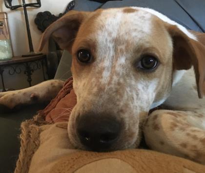 Mochi 32699, ADOPTABLE, Adult Female Mixed Breed.