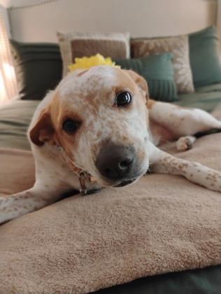 Enlarge Mochi 32699, a ADOPTABLE Mixed Breed in Oklahoma City, OK image 3/3