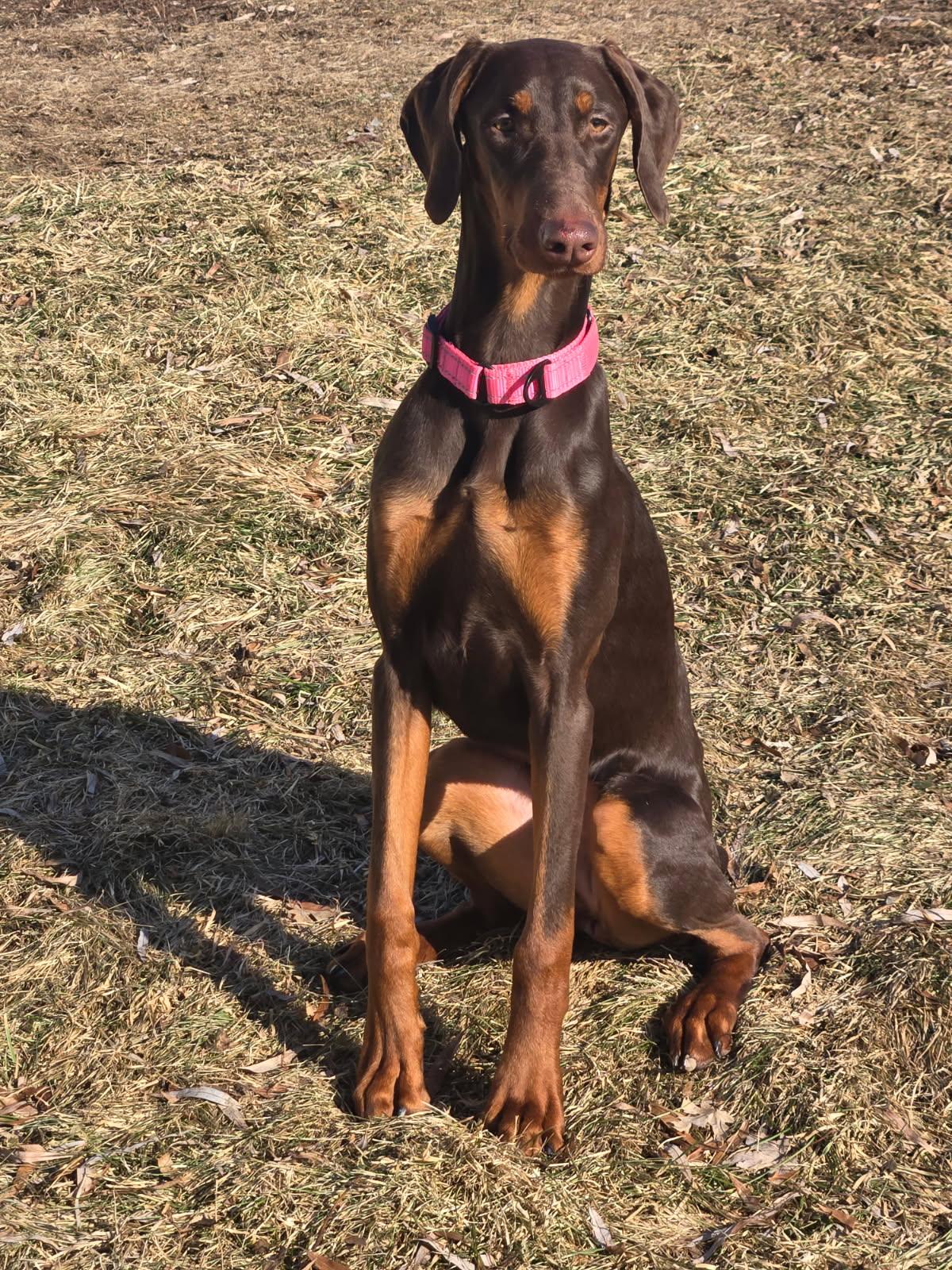 Enlarge Karma, a Adoptable Doberman Pinscher in Minneapolis, MN image 1/3
