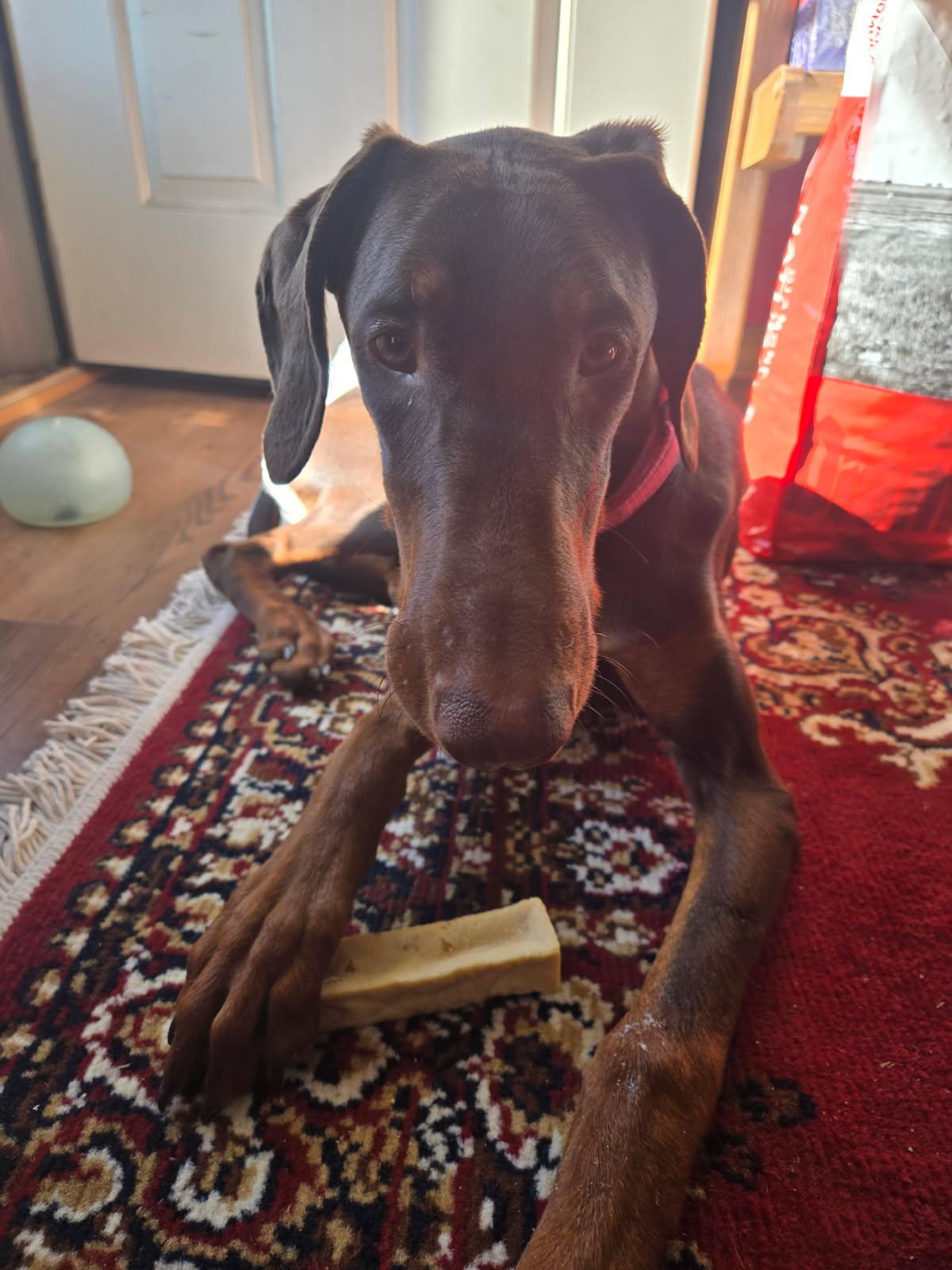 Enlarge Karma, a Adoptable Doberman Pinscher in Minneapolis, MN image 2/3