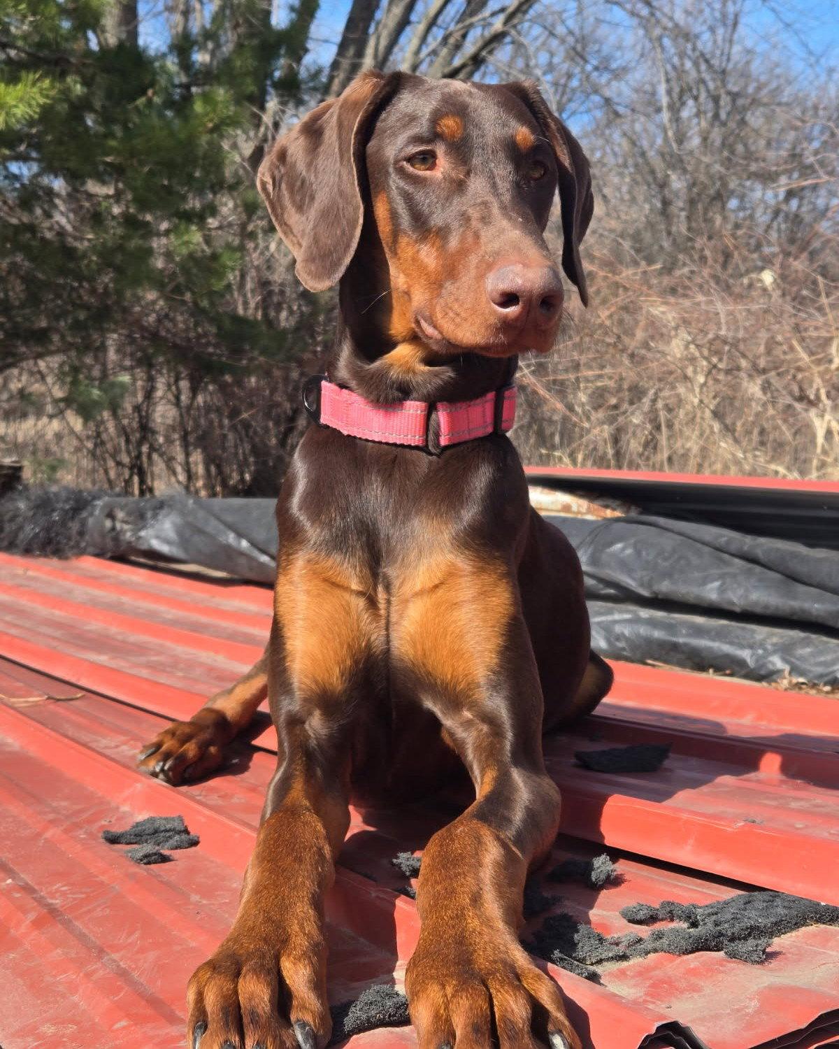 Enlarge Karma, a Adoptable Doberman Pinscher in Minneapolis, MN image 3/3