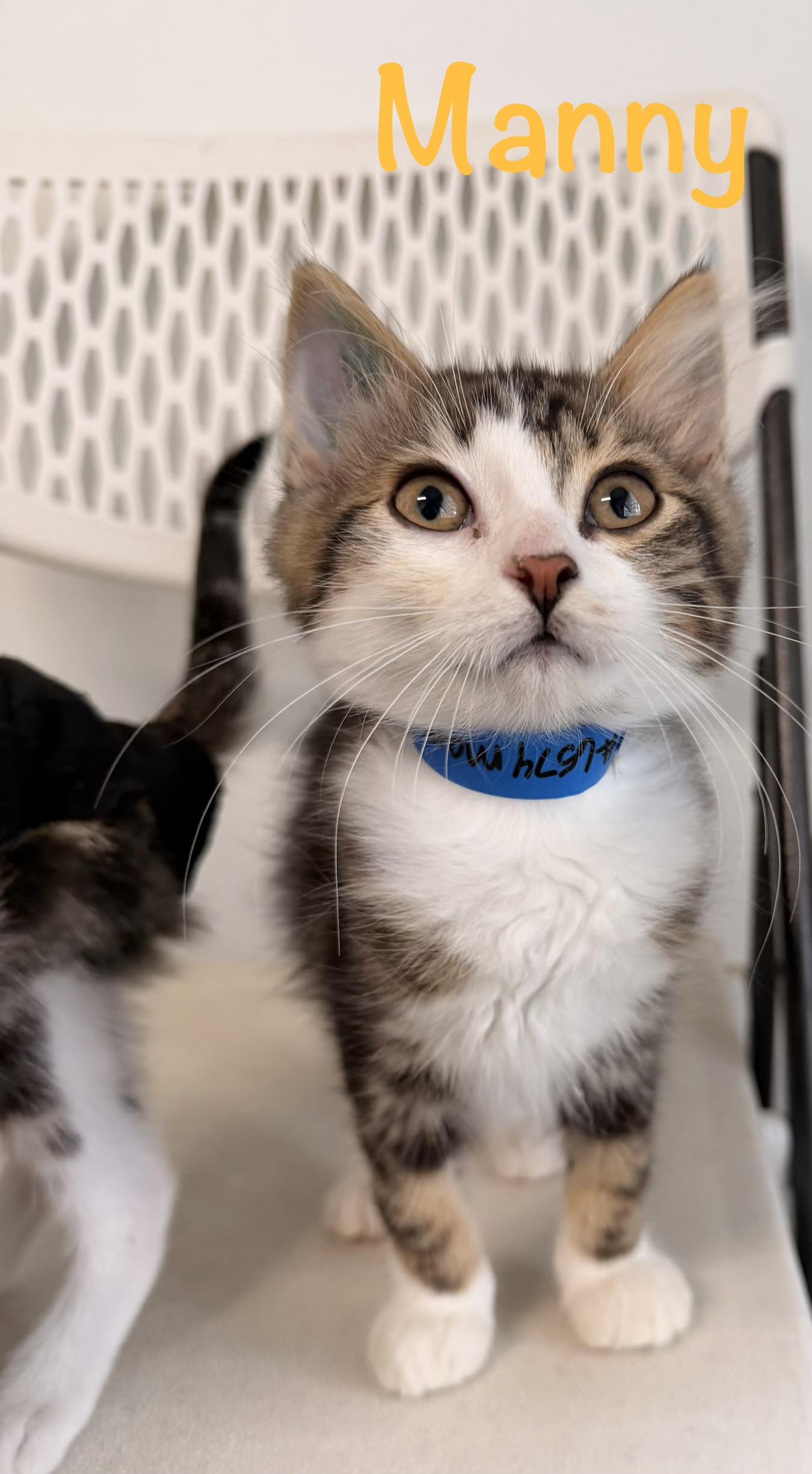 Manny, Adoptable, Kitten Male Tabby.