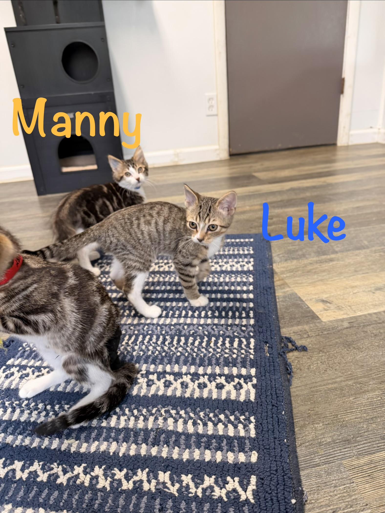 Enlarge Manny, a Adoptable Tabby in Crescent City, CA image 3/3