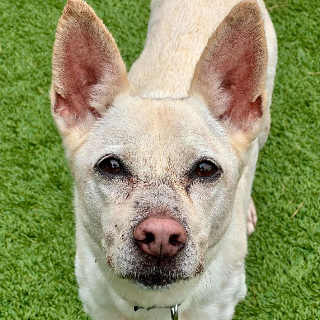 Taro, Adoptable, Adult Female Mixed Breed.