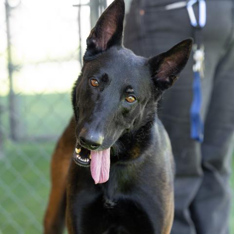 Enlarge DJANGO, a Adoptable Belgian Shepherd / Malinois in Duxbury, MA image 1/1