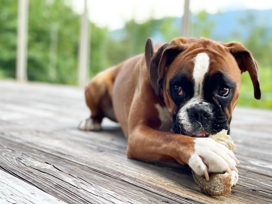 Enlarge Tessa, a Adoptable Boxer in Reston, VA image 2/6