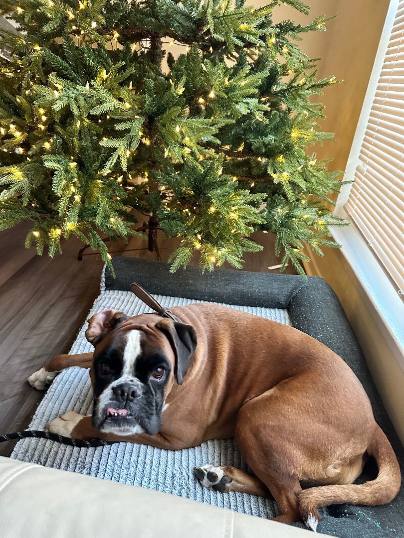 Enlarge Tessa, a Adoptable Boxer in Reston, VA image 3/6