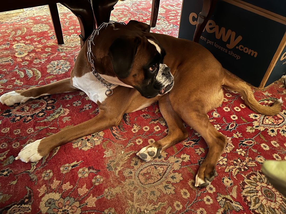 Enlarge Tessa, a Adoptable Boxer in Reston, VA image 4/6