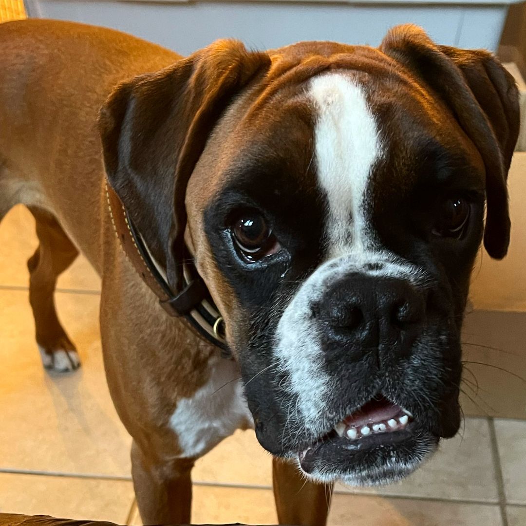 Tessa, Adoptable, Adult Female Boxer.