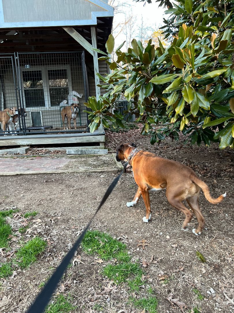 Enlarge Tessa, a Adoptable Boxer in Reston, VA image 5/6