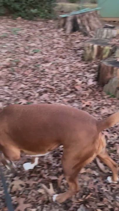 Enlarge Tessa, a Adoptable Boxer in Reston, VA video 6/6