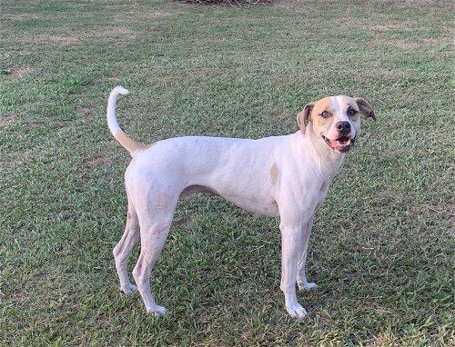 Enlarge Arlo, a Adoptable Australian Cattle Dog / Blue Heeler in Spring, TX image 1/6