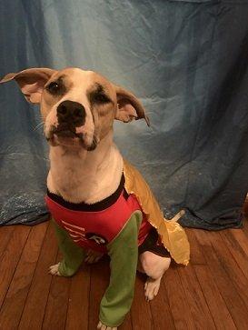 Arlo, Adoptable, Adult Male Australian Cattle Dog / Blue Heeler.