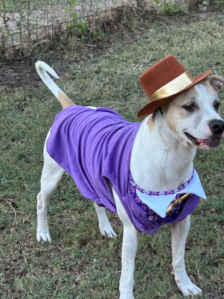 Enlarge Arlo, a Adoptable Australian Cattle Dog / Blue Heeler in Spring, TX image 2/6
