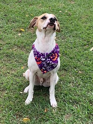 Enlarge Arlo, a Adoptable Australian Cattle Dog / Blue Heeler in Spring, TX image 4/6