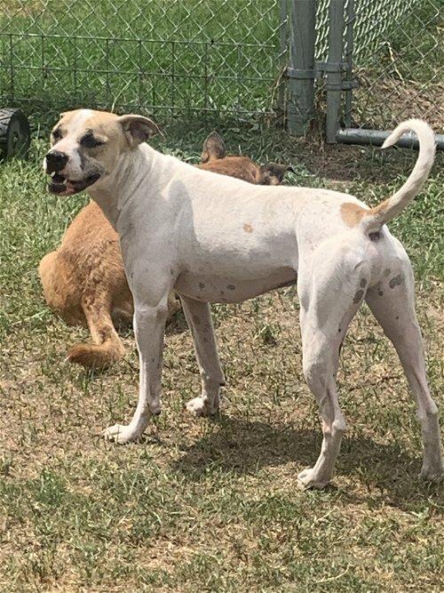 Enlarge Arlo, a Adoptable Australian Cattle Dog / Blue Heeler in Spring, TX image 5/6