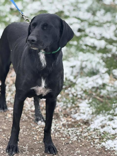 Mabel, Adoptable, Young Female Labrador Retriever.