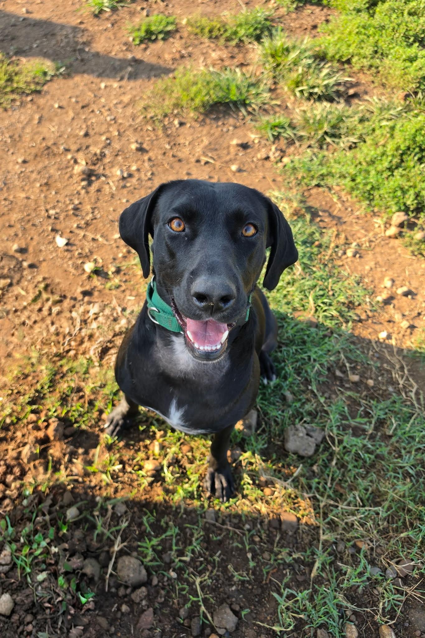 Enlarge Mabel, a Adoptable Labrador Retriever in Ashville, OH image 2/3