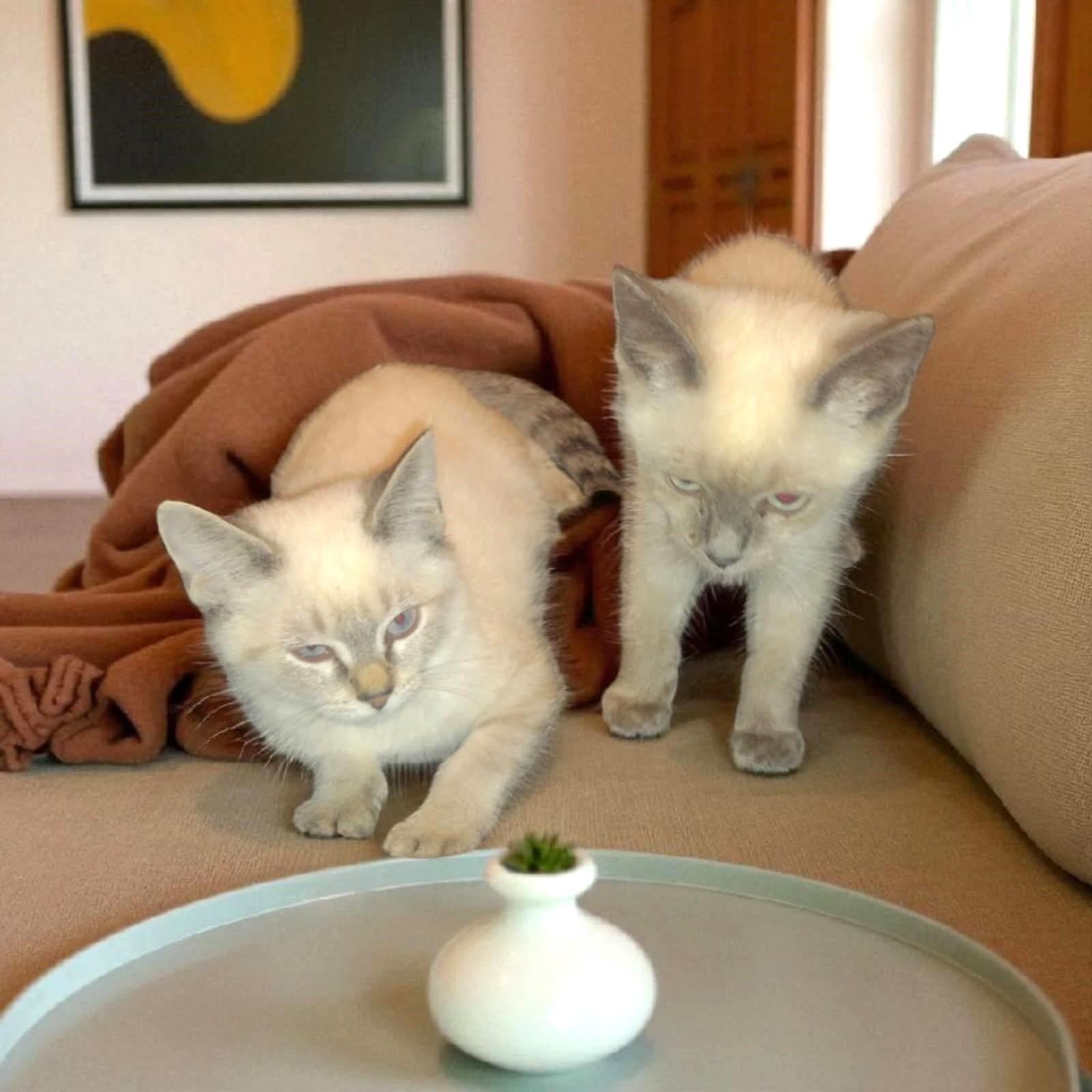 Bay - Bonded Pair