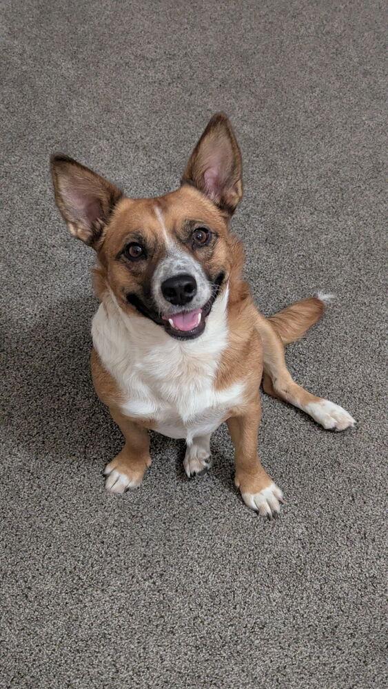 Enlarge Pepper, a Adoptable mixed breed in Lafayette, CO image 2/6
