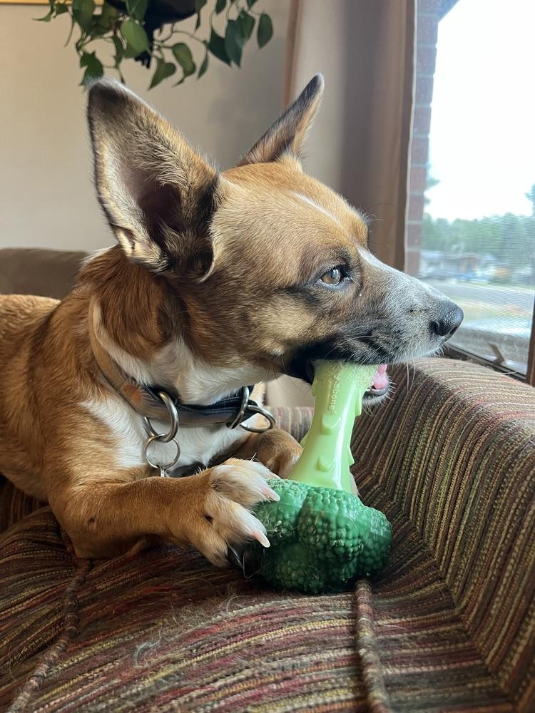 Enlarge Pepper, a Adoptable mixed breed in Lafayette, CO image 3/6