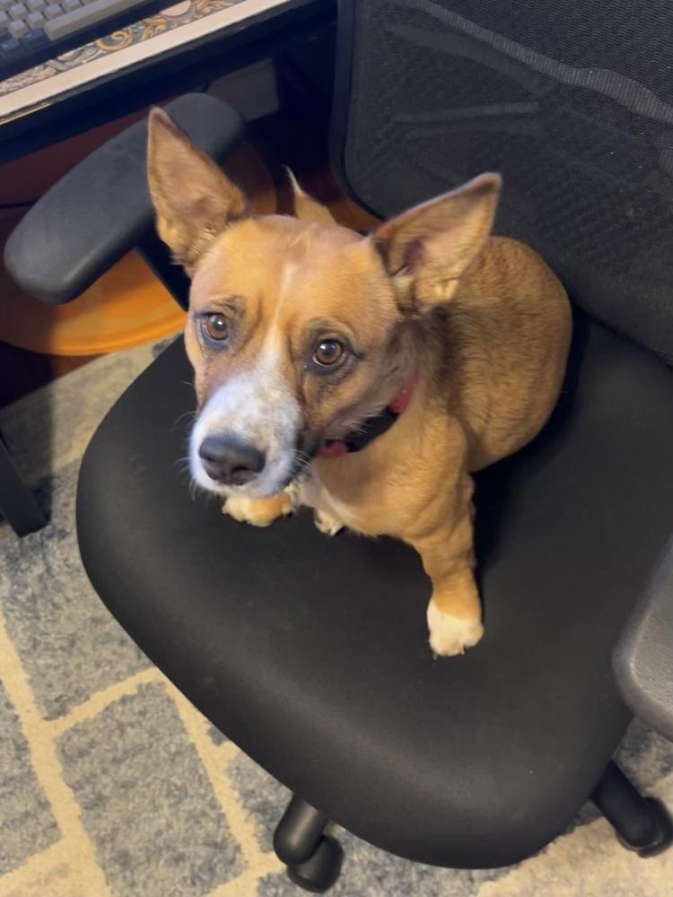 Enlarge Pepper, a Adoptable mixed breed in Lafayette, CO image 4/6