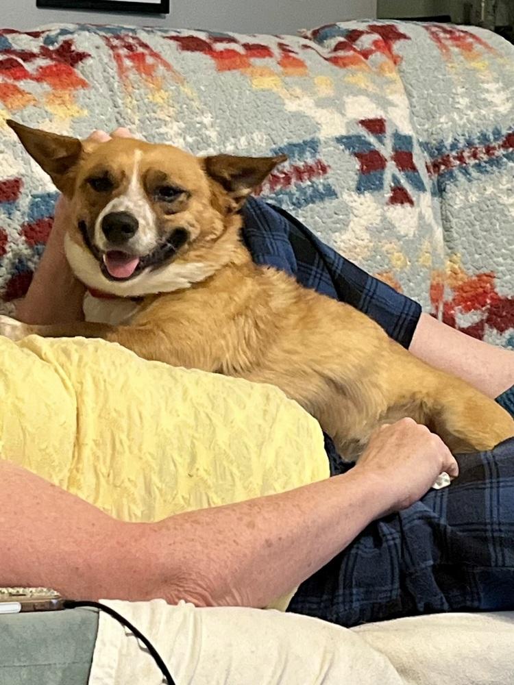 Enlarge Pepper, a Adoptable mixed breed in Lafayette, CO image 6/6