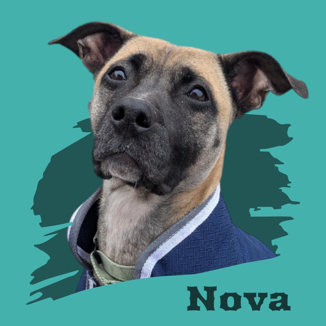 Enlarge Nova, a Adoptable mixed breed in Manchester, NH image 1/1