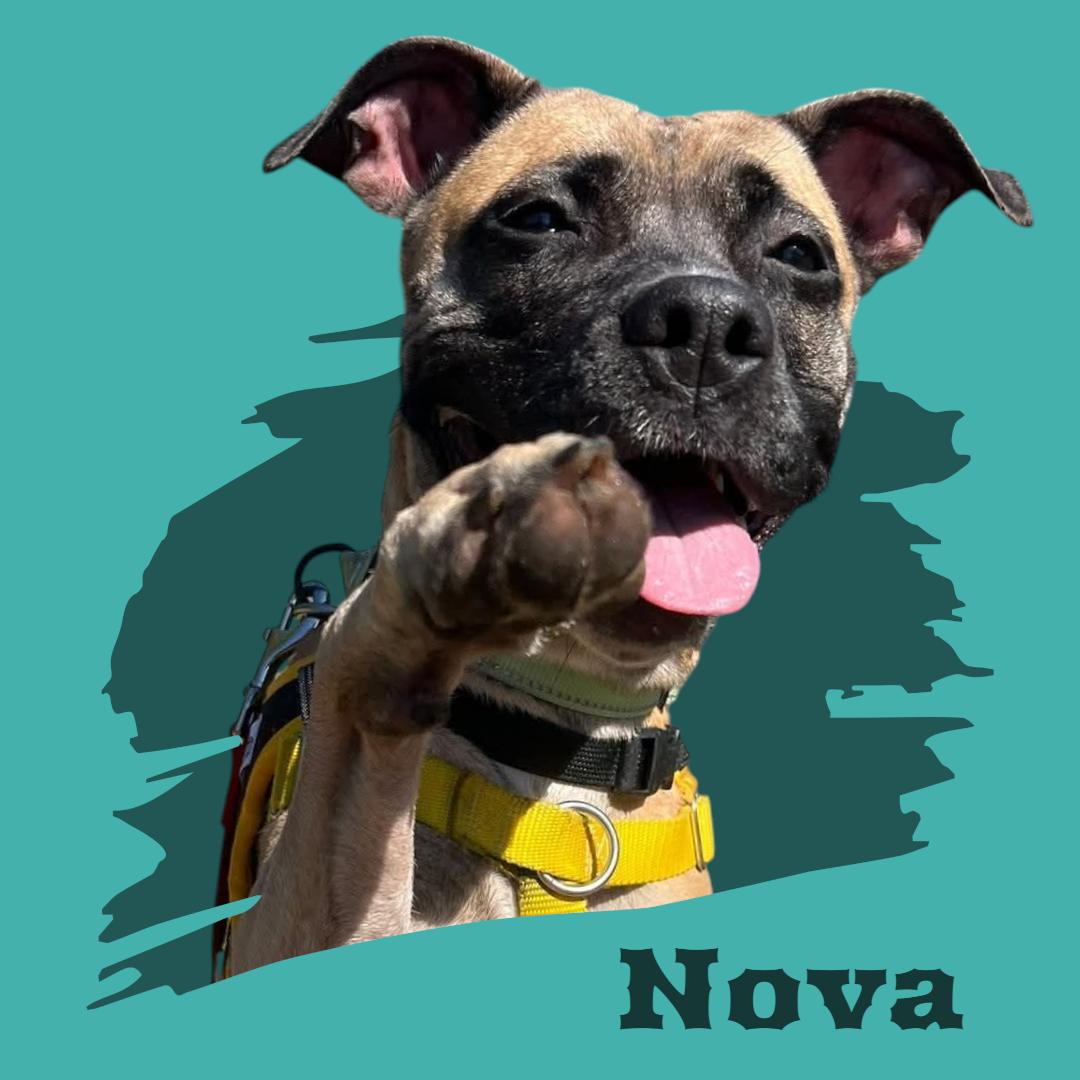 Nova 1