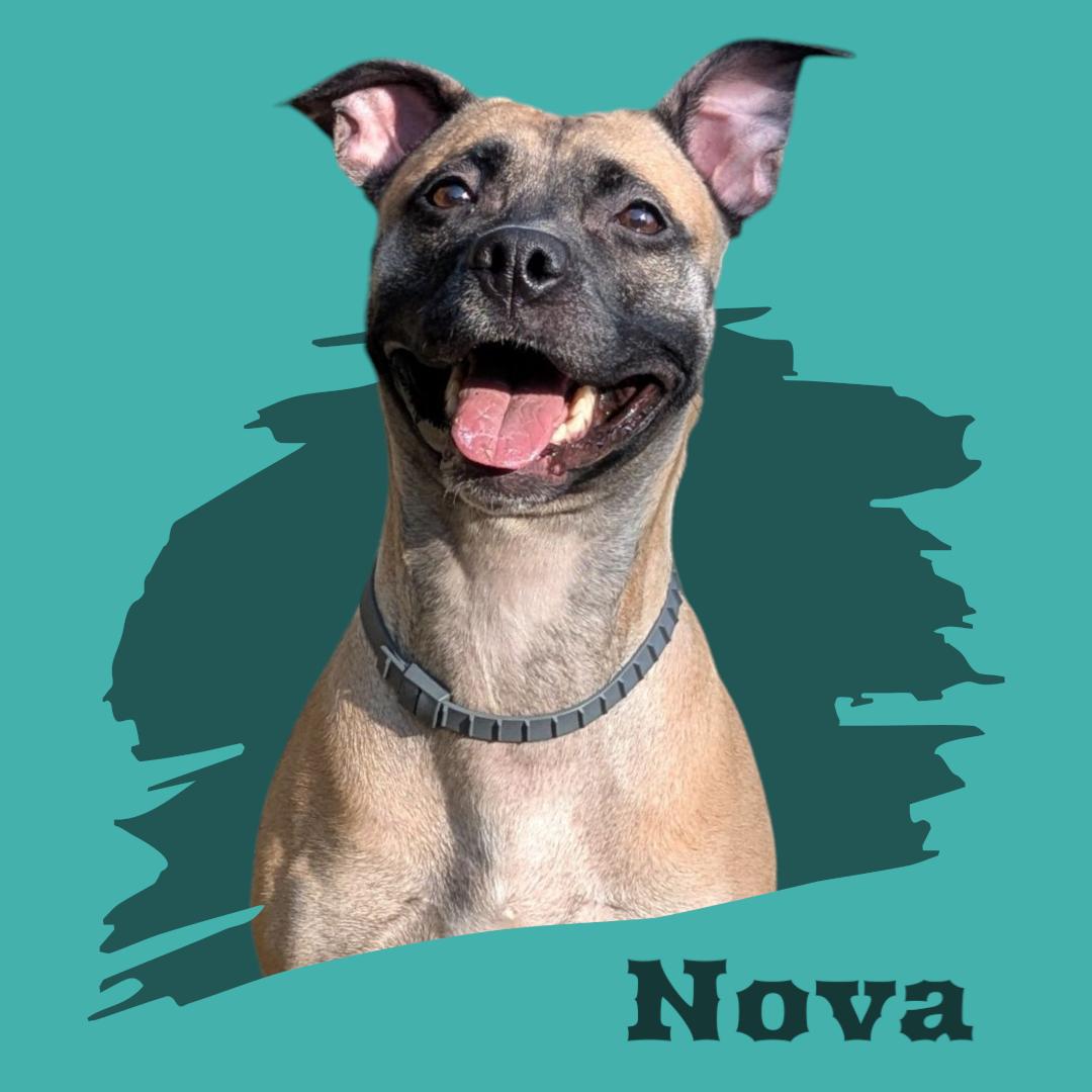 Nova