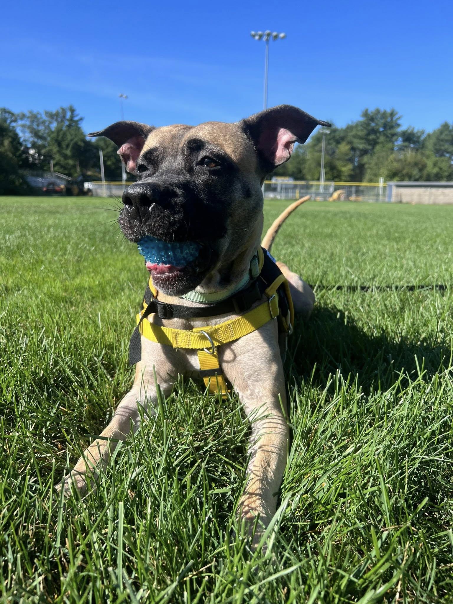 Enlarge Nova, a Adoptable mixed breed in Manchester, NH image 2/5