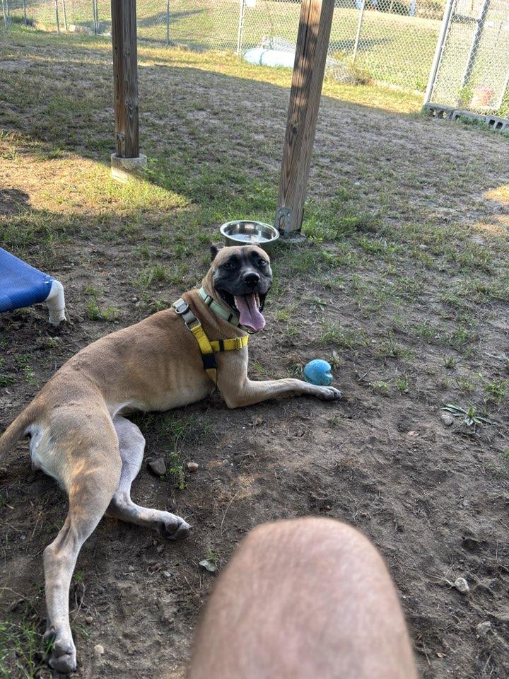 Nova, Adoptable, Adult Female Mixed Breed.