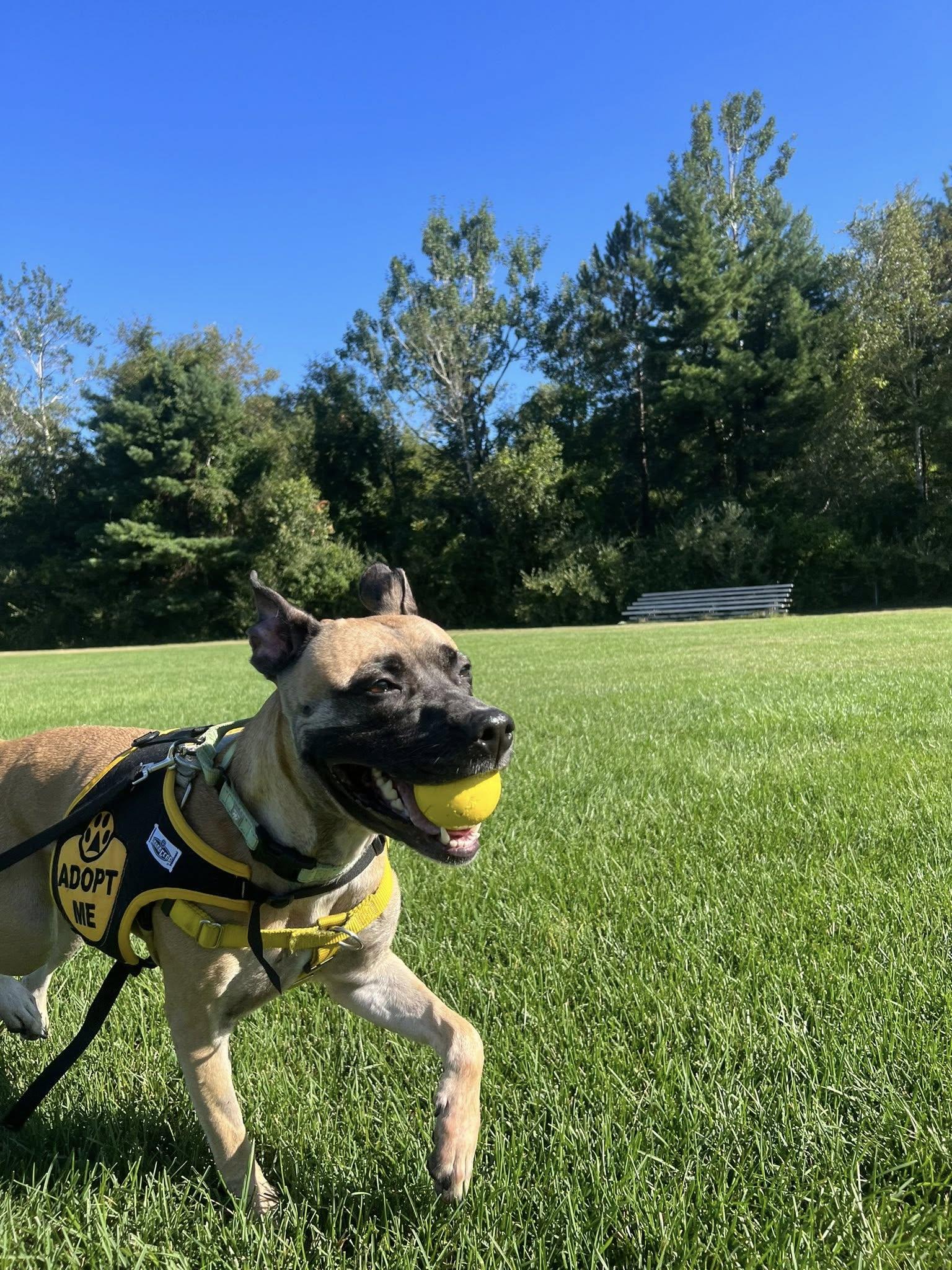 Enlarge Nova, a Adoptable mixed breed in Manchester, NH image 5/5