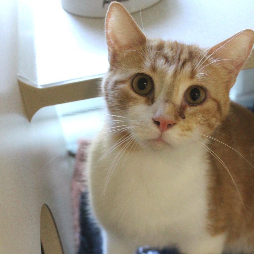 Sir Evander Lockwood, a Adoptable Domestic Short Hair in Gloucester, VA image 1/2