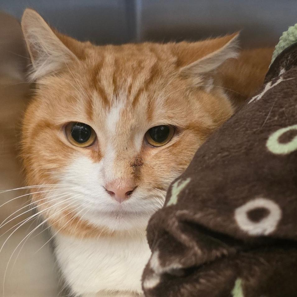 Enlarge Sir Evander Lockwood, a Adoptable Domestic Short Hair in Gloucester, VA image 1/2