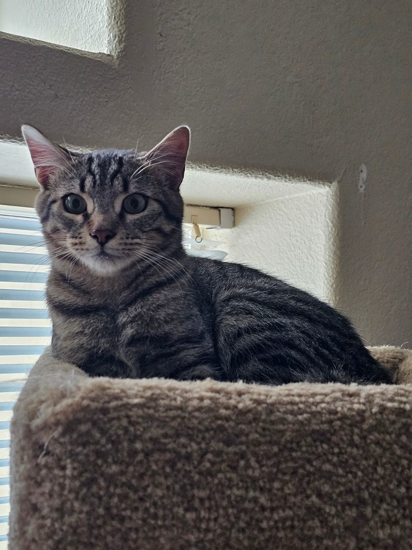 Tom - Tink - Max - Charlie, Adopted, Young Male Domestic Short Hair.