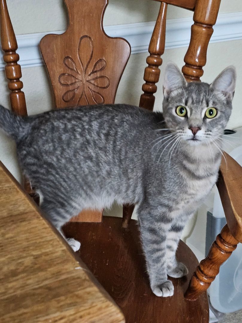 Tom - Tink - Max - Charlie, a Adopted mixed breed in Rawlins, WY image 4/4